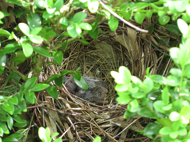 Baby cardinal