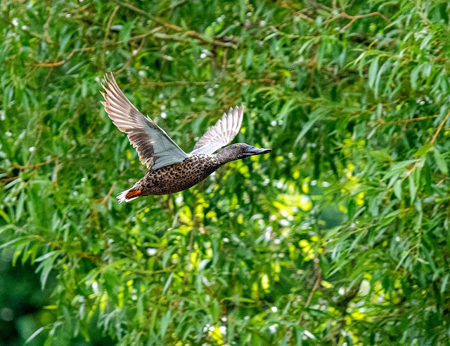 Shoveler duck