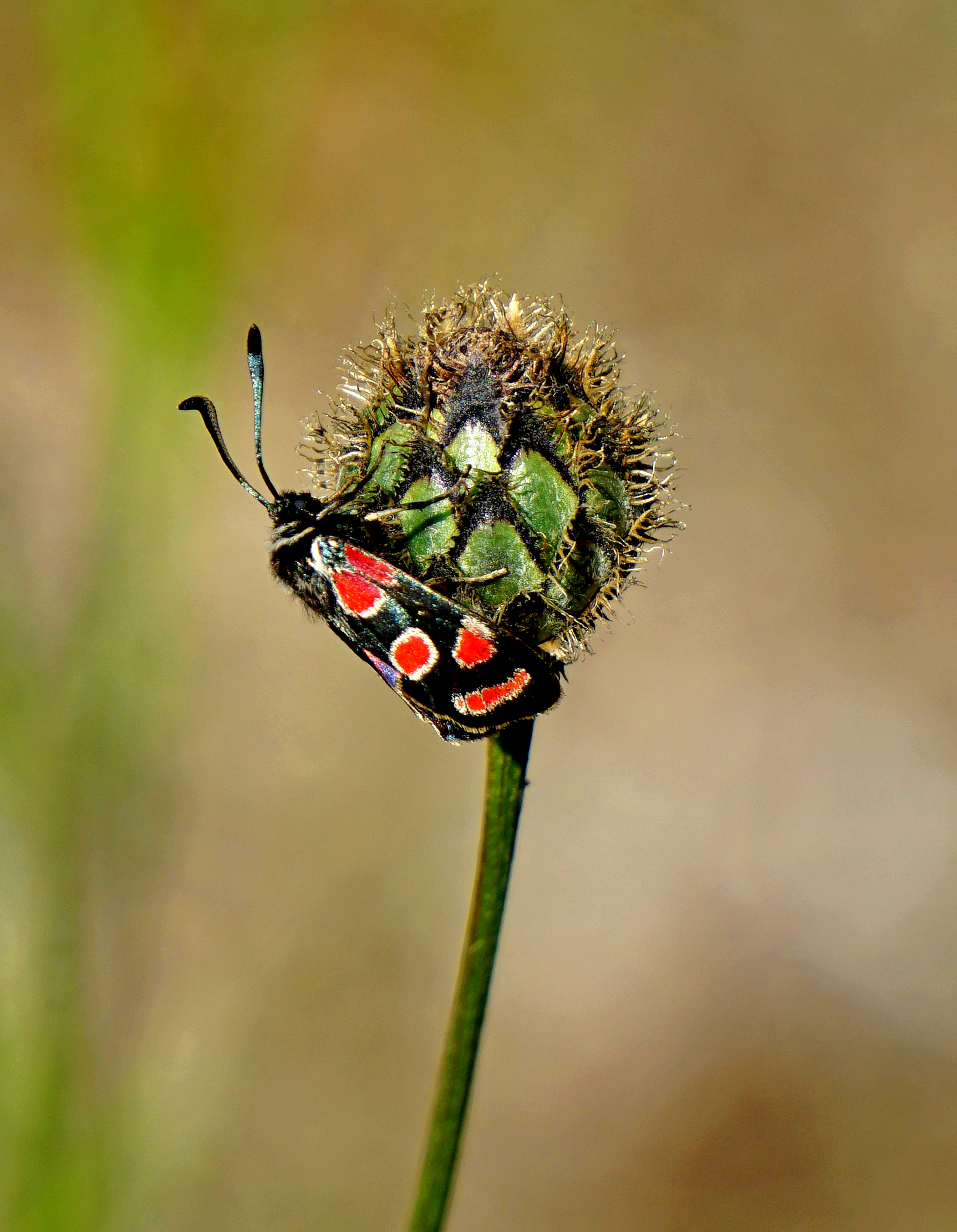 Esparsetten-Widderchen / Crepuscular burnet