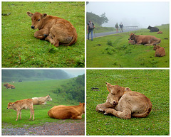 Va de vacas