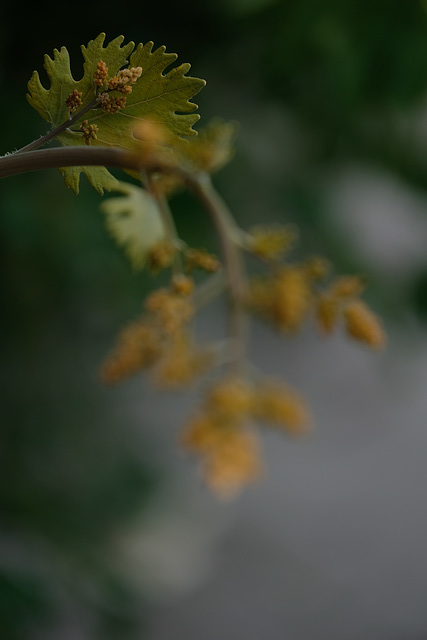 DSCF0688