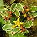 20200609 8183CPw [D~LIP] Blume, Bad Salzuflen