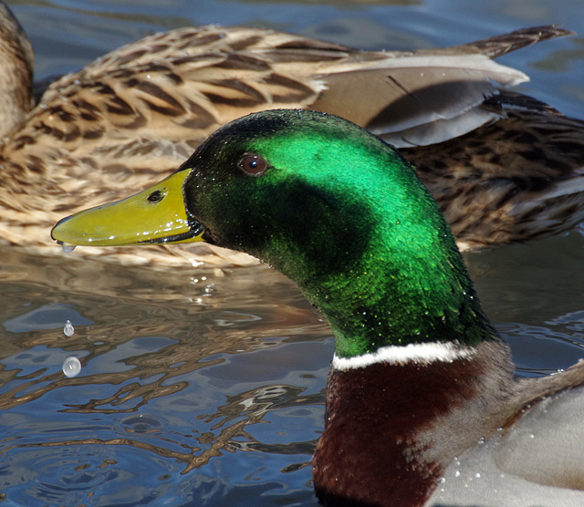 Iridescent mallard