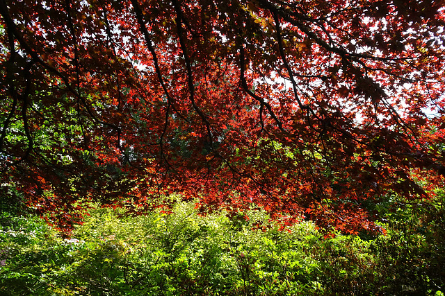 Summer Colours In Balloch Park