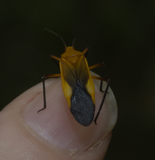 IMG 2848 Bug-1