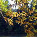 Automne