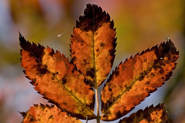 Rowan leaves 2 (detail)