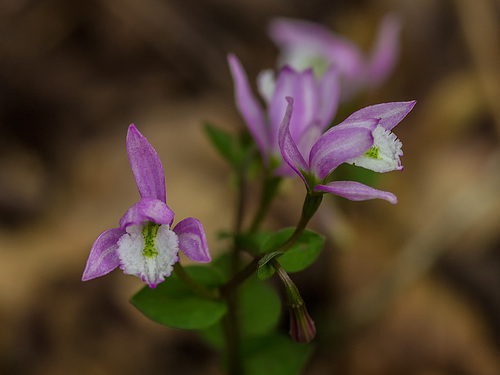 Triphora trianthophorus (Three-birds orchid)