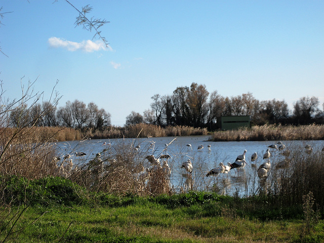 Parc Natural dels Aiguamolls de l’Empordà