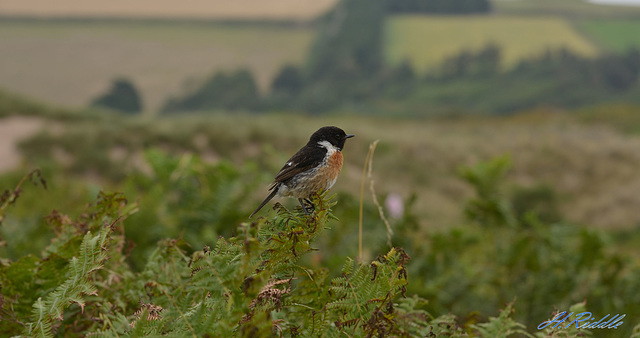 The pose of a Stonechat