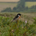 The pose of a Stonechat