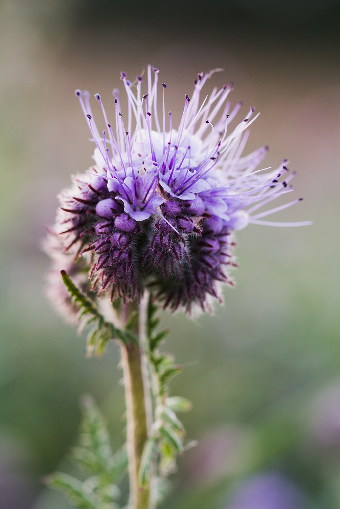 phacelia tanacetifolia