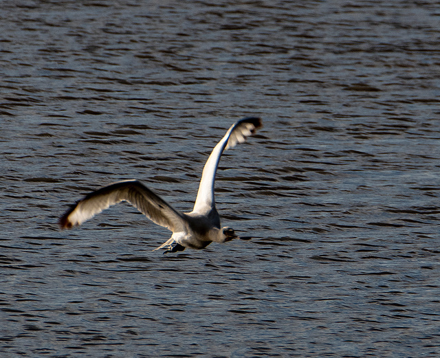 Spoonbill in flight.8jpg