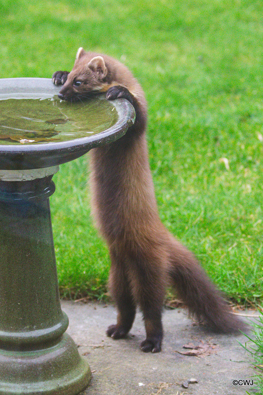 "When my bowl is empty I know where I can have a drink!"