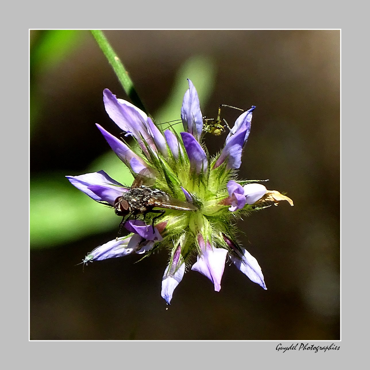 Petite Fleur ...