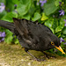 Blackbird