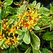 20200609 8184CPw [D~LIP] Blume, Bad Salzuflen