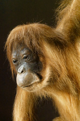 Jeune orang-outan