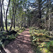 Path through the Rafford woods