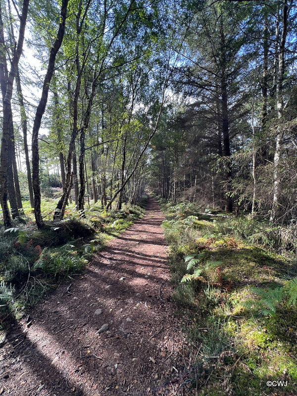 Path through the Rafford woods