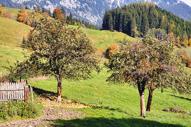 Zaun mit Äpfeln Zaun mit Äpfeln