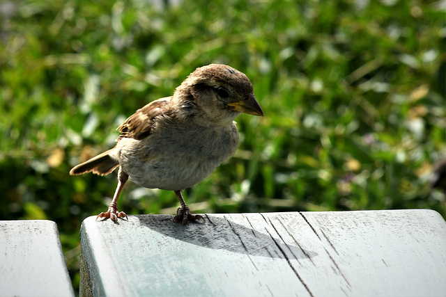 Bird on a table!