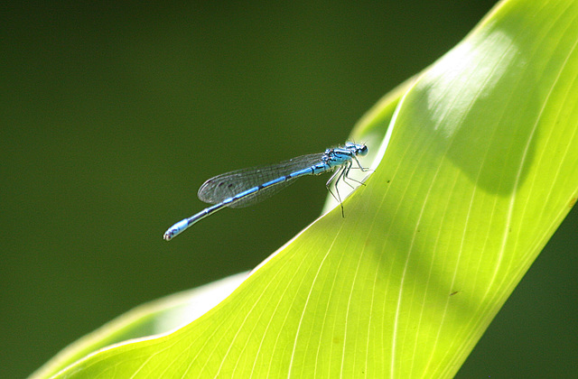 la belle bleue