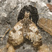 IMG 2850 Butterfly-4
