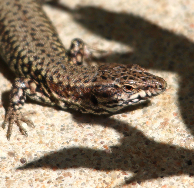 attention "au lézard "