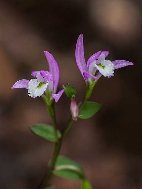 Triphora trianthophorus (Three-birds orchid)