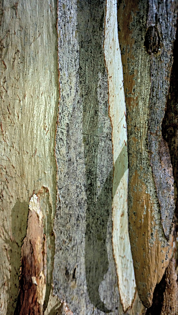 tree bark altered photo