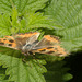 Butterfly IMG_4877