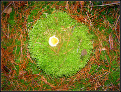 Mushroom Pan Egg