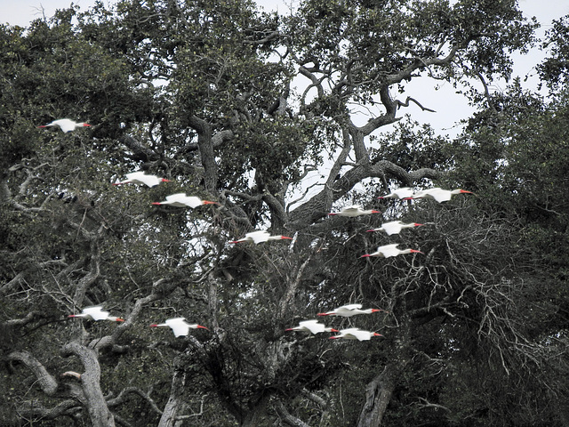 Day 2, White Ibis in flight / Eudocimus albus