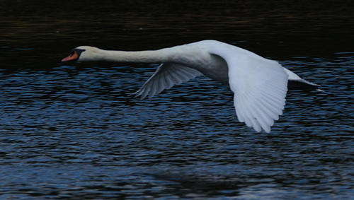 SwanEF7A0352