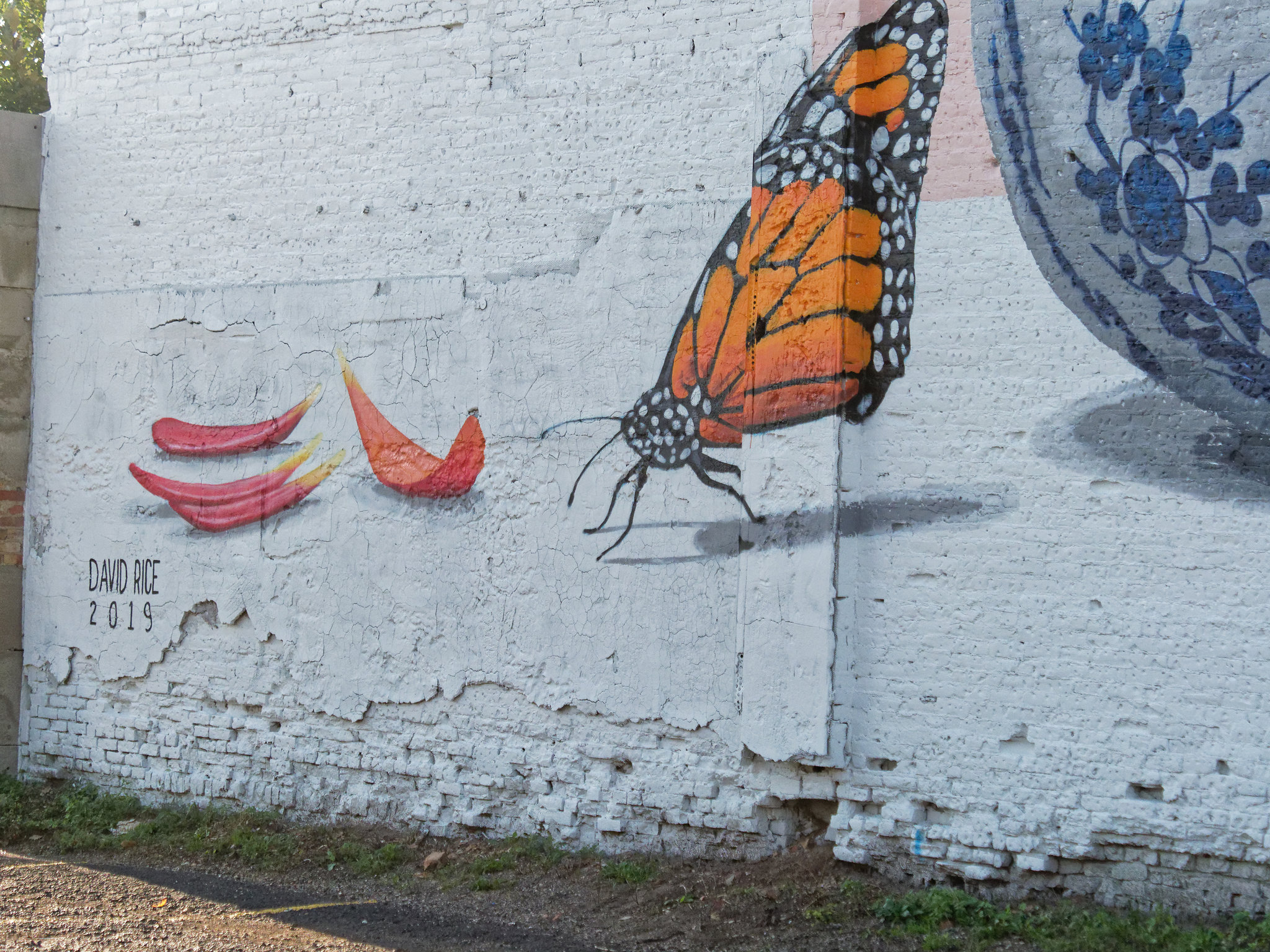 Monarch