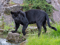 Panther2