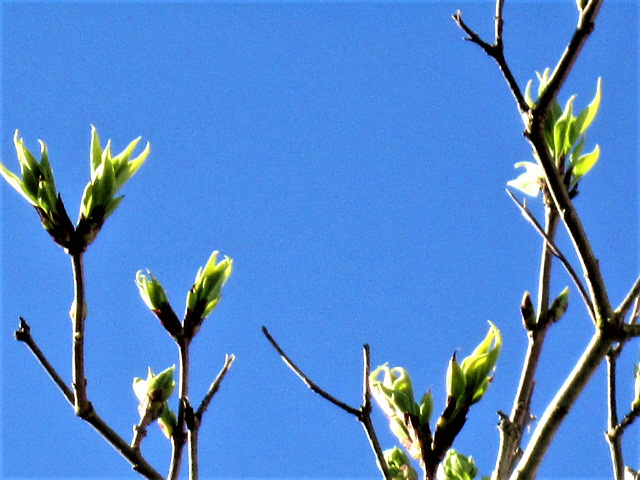 New growth on the branches