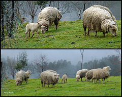 Va de ovejas
