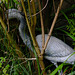 20200609 8185CPw [D~LIP] 'Graureiher', Bad Salzuflen