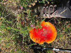 Amanita sp?