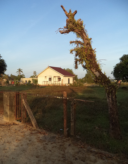 Arbre hippocampe et clôture de campagne / Seahorse tree and countryside fence