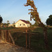 Arbre hippocampe et clôture de campagne / Seahorse tree and countryside fence