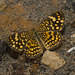 IMG 2851 Butterfly-3