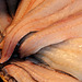 Fish Stall.Grainger Market