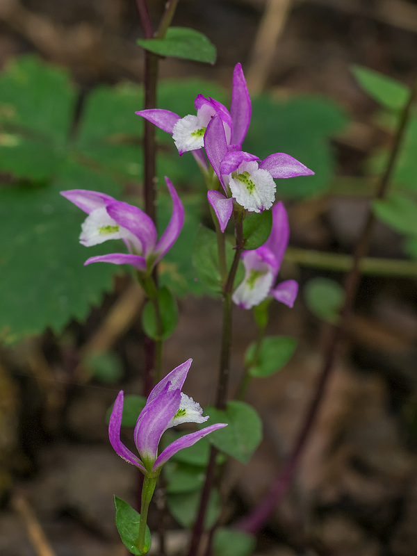 Triphora trianthophorus (Three-birds orchid)