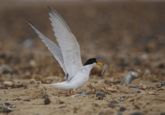 Common Tern EF7A5110