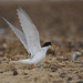 Common Tern EF7A5110