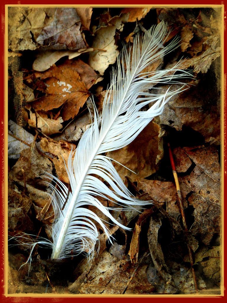 #23 A feather