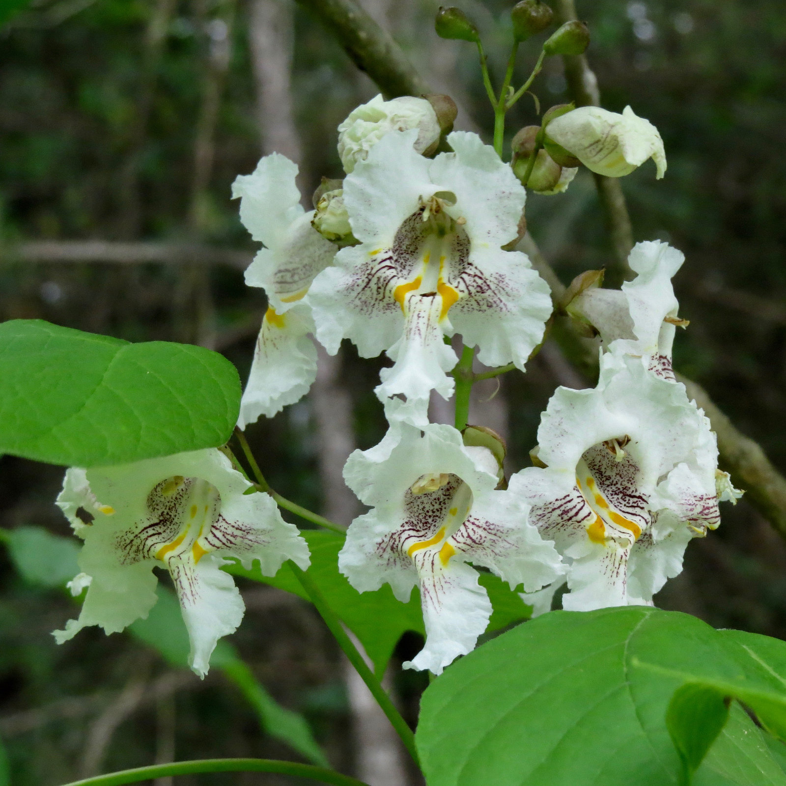 Catalpa flowers